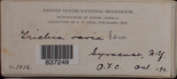 Image Associated With the Occurence